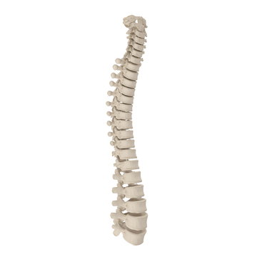 Human Spinal Cord on white. 3D illustration