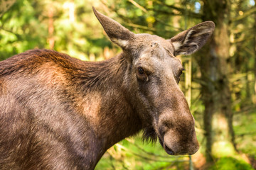 Naklejka na ściany i meble Adult female moose (Alces alces) head with forest in background.