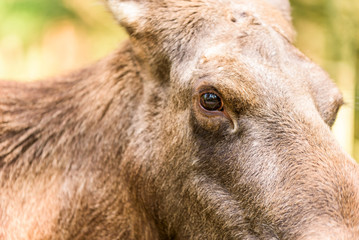 Fototapeta premium Detail of adult female moose (Alces alces) eyes.