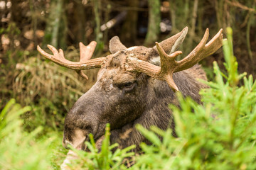 Portrait of moose (Alces alces) bull lying on the ground in forest.