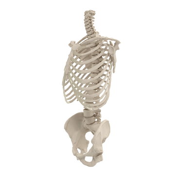 Male Torso Skeleton on white. 3D illustration