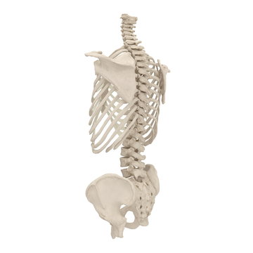 Male Torso Skeleton on white. 3D illustration