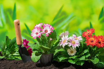 園芸　ガーベラの花 