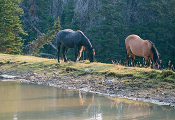 Liver Chestnut Bay Roan Stallion and Dun mare grazing next to waterhole in the Pryor Mountains Wild Horse Range in Montana United States