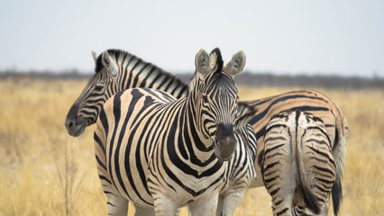 Zebra Familie, Etosha Nationalpark Namibia