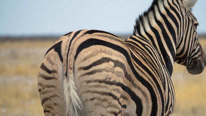 Zebra von hinten, Etosha Namibia