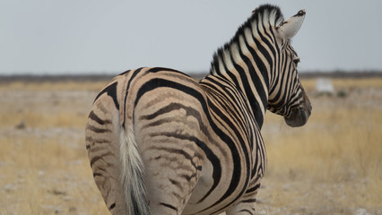 Zebra mit Blick nach vorne