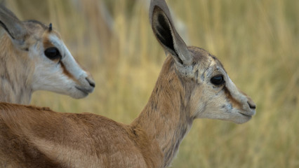 Zwei weibliche Springb&ouml;cke