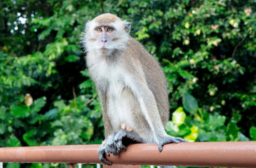 Macaque Monkey 