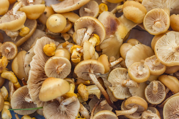 wild mushrooms fhoney agaric closeup background