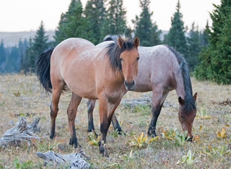 Fototapeta premium Dun Buckskin and Red Roan wild horse mares next to dead wood in the Pryor Mountains Wild Horse Range in Montana United States