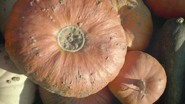 Pumpkin harvesting. Halloween pumpkins. Various types and shapes of gourds.