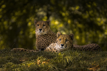 Fototapeta na wymiar Cheetah Couple