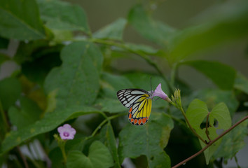 Butterfly on flower