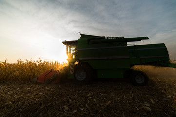 Naklejka premium Harvesting of corn field with combine