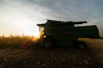Harvesting of corn field with combine