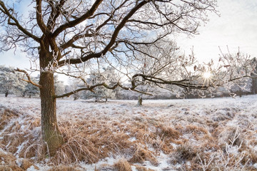 sunlight through oak tree branches in winter