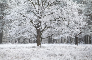 Fototapeta na wymiar frost on oak tree in winter
