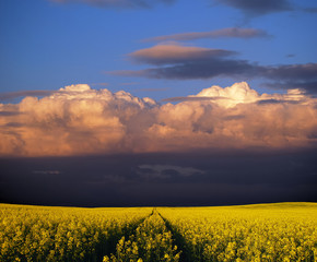 Amazing blooming rapeseed field with path and beautiful clouds in spring, near Pannonhalma, Hungary