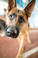 a portrait of a thoroughbred dog