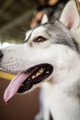 a portrait of a thoroughbred dog