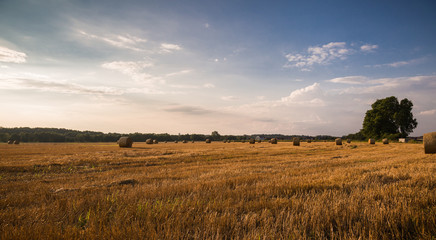 Fototapeta premium golden hay bales in couuntryside