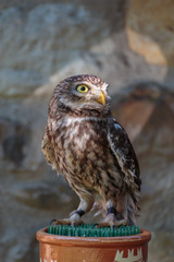 Portrait of Little Burrowing Owl with Brown Plumage and Yellow Eyes