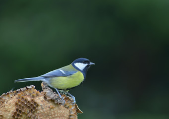 Kohlmeise auf verblühter Sonnenblume