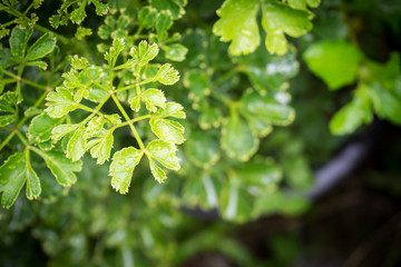 Green leaves background. Nature and freshness. Top view with dark vignette. 