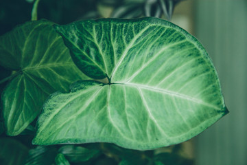 large green leaves of flowers