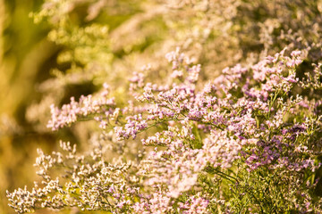 small purple flowers on a tree