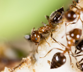 Fototapeta na wymiar small ants in nature. macro