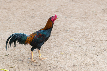 Young Thai rooster isolated on the ground