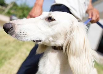 a portrait of a thoroughbred dog