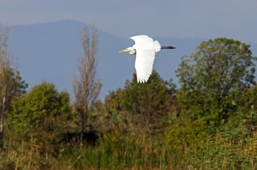 Great Egret (Ardea alba) is a species of bird in the Ardeidae family