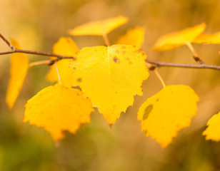 beautiful leaves on a tree in autumn