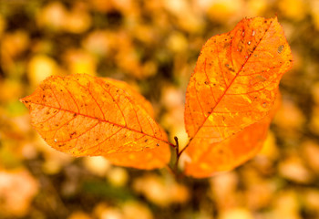 Fototapeta na wymiar beautiful leaves on a tree in autumn