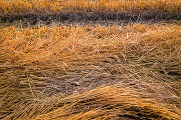 golden hay bales in couuntryside