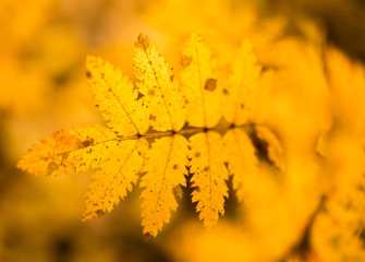 beautiful leaves on a tree in autumn