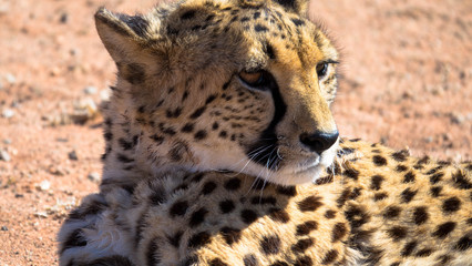 Gepard Nahaufnahme © familie-eisenlohr.de