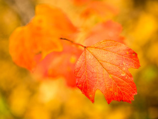beautiful leaves on a tree in autumn