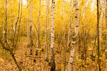 trunk of a birch in the autumn
