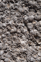 ancient fossil detail closeup, Olympia Greece