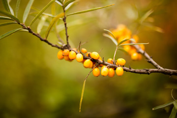 yellow berries of sea-buckthorn on a branch