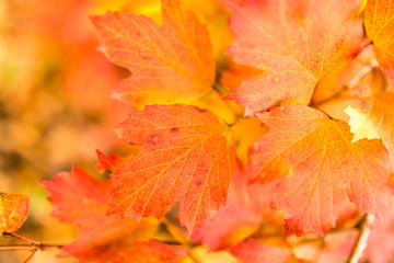 beautiful autumn leaves on nature in autumn