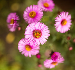 Fototapeta premium beautiful violet flower in nature