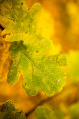 yellow oak leaves in the fall