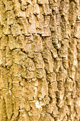 background of bark on tree on nature
