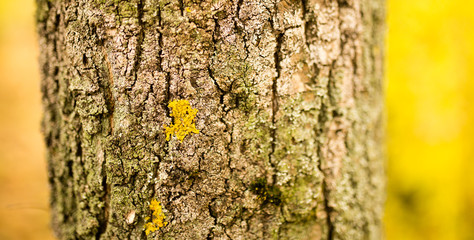 background of bark on tree on nature