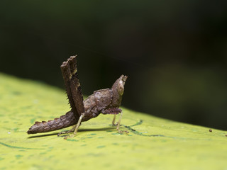 young grasshopper,Erianthella formosana